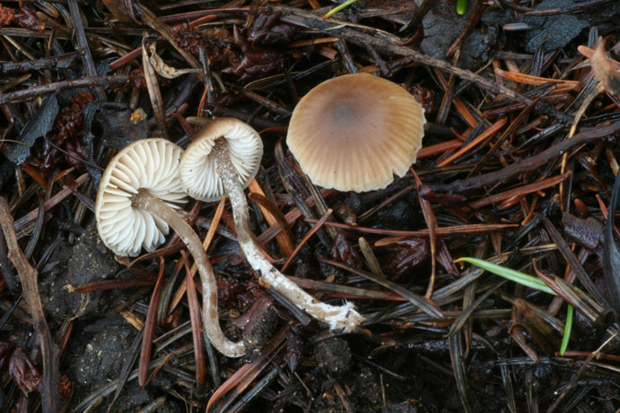 Sagaranella tylicolor